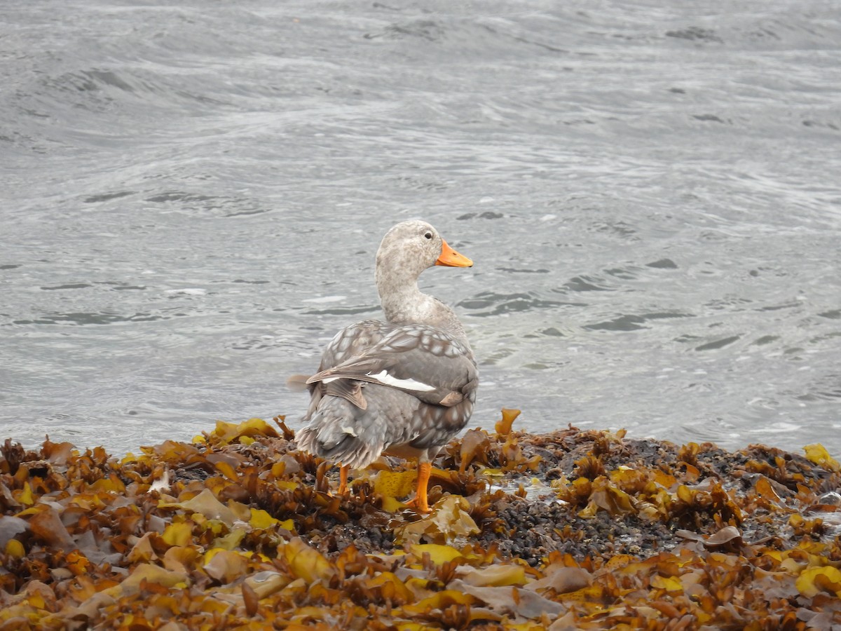 Flying Steamer-Duck - Simon Peile