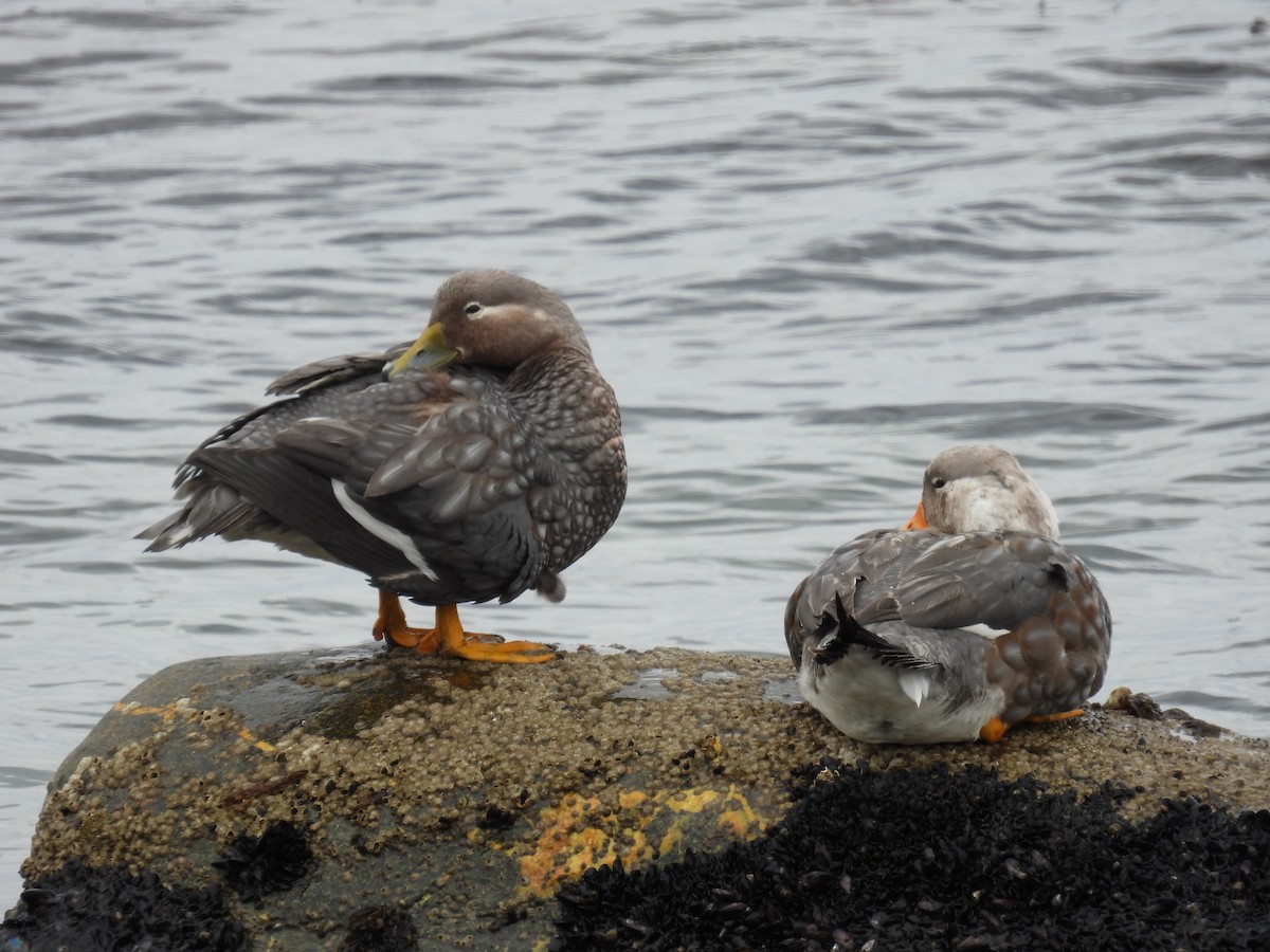 Flying Steamer-Duck - ML614897982