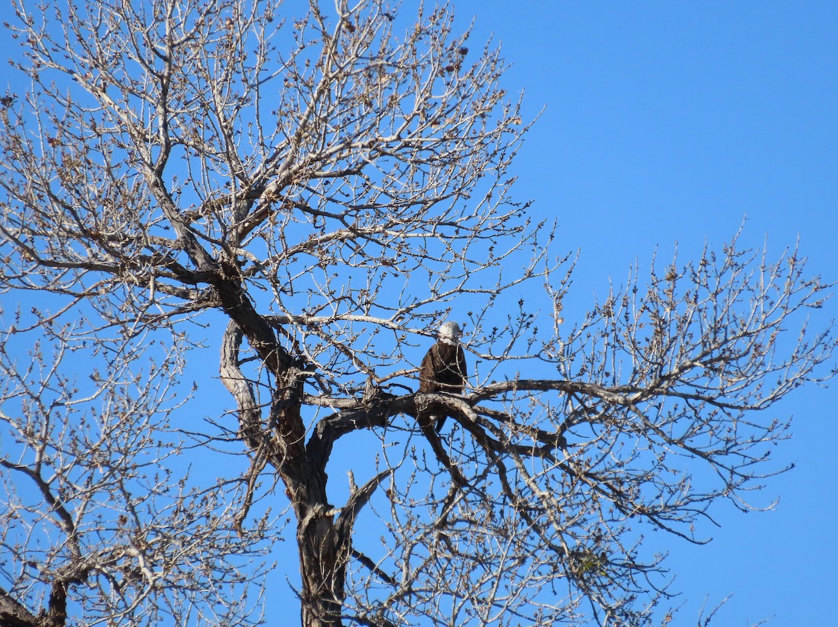 Bald Eagle - Vicki Dern