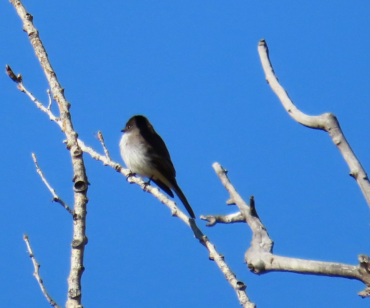 Eastern Phoebe - Vicki Dern