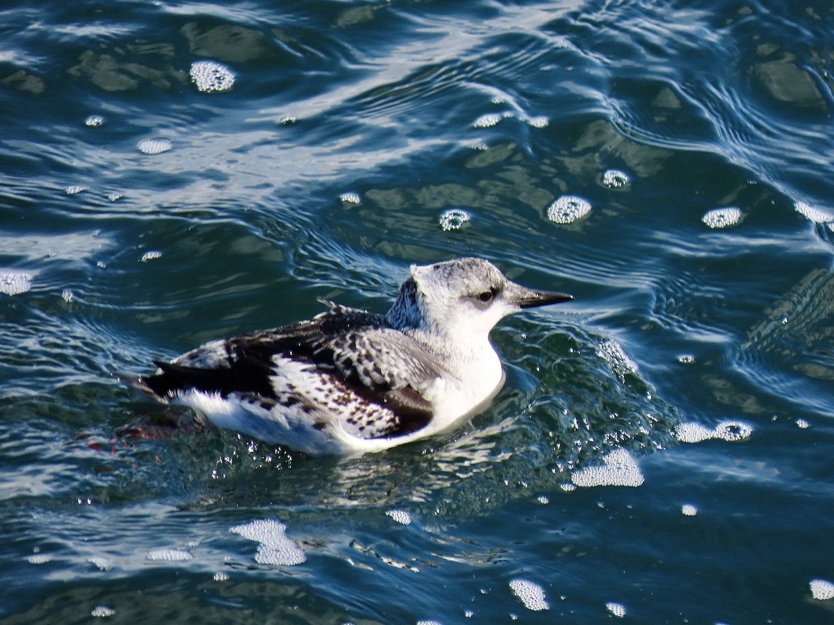 Black Guillemot - Kristen Lindquist