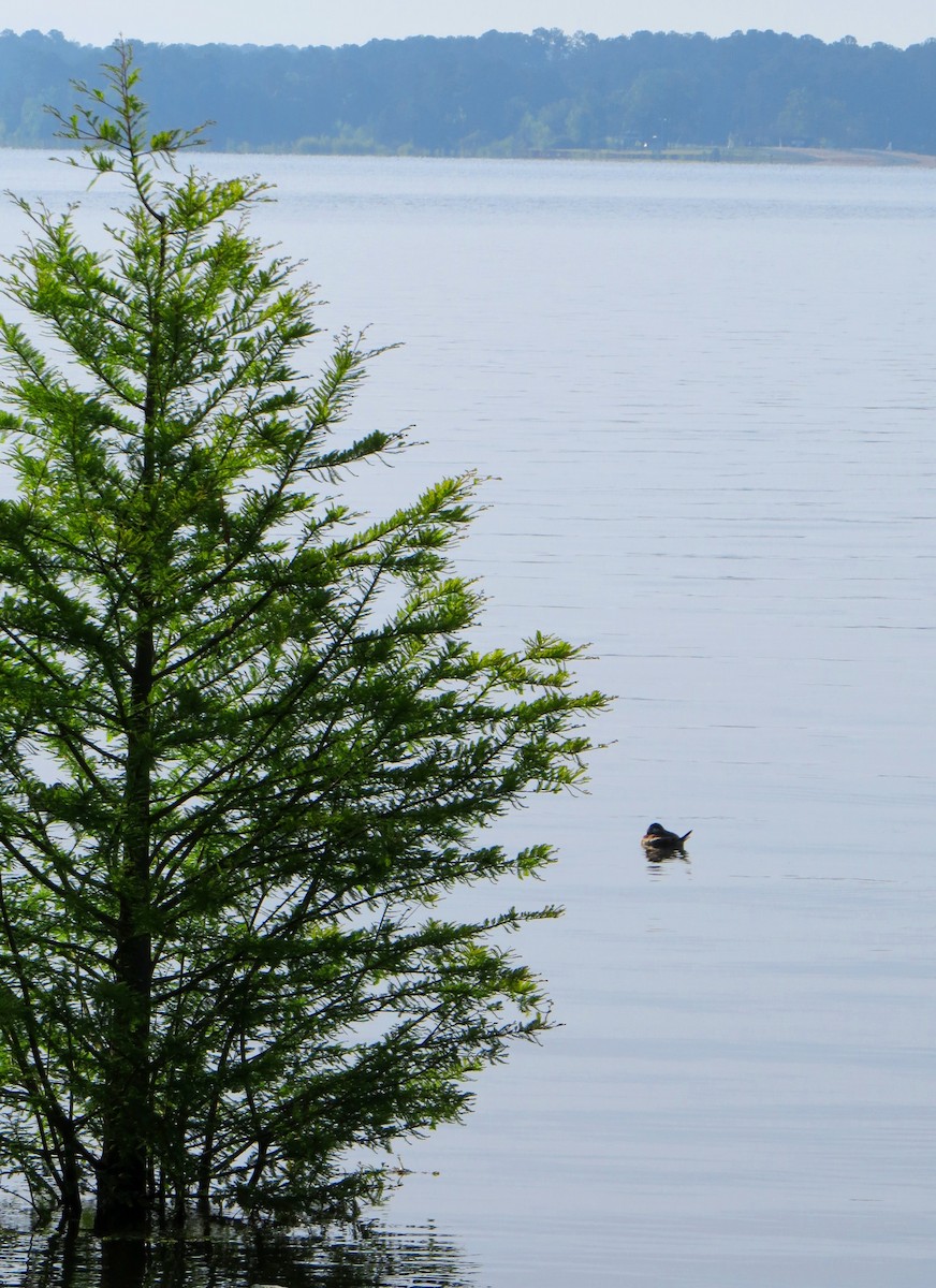 Ruddy Duck - ML614898085