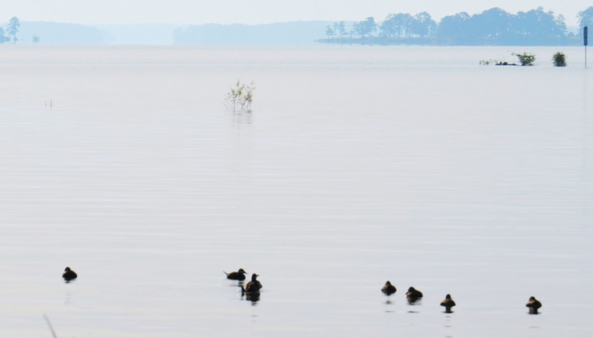 Ruddy Duck - ML614898086