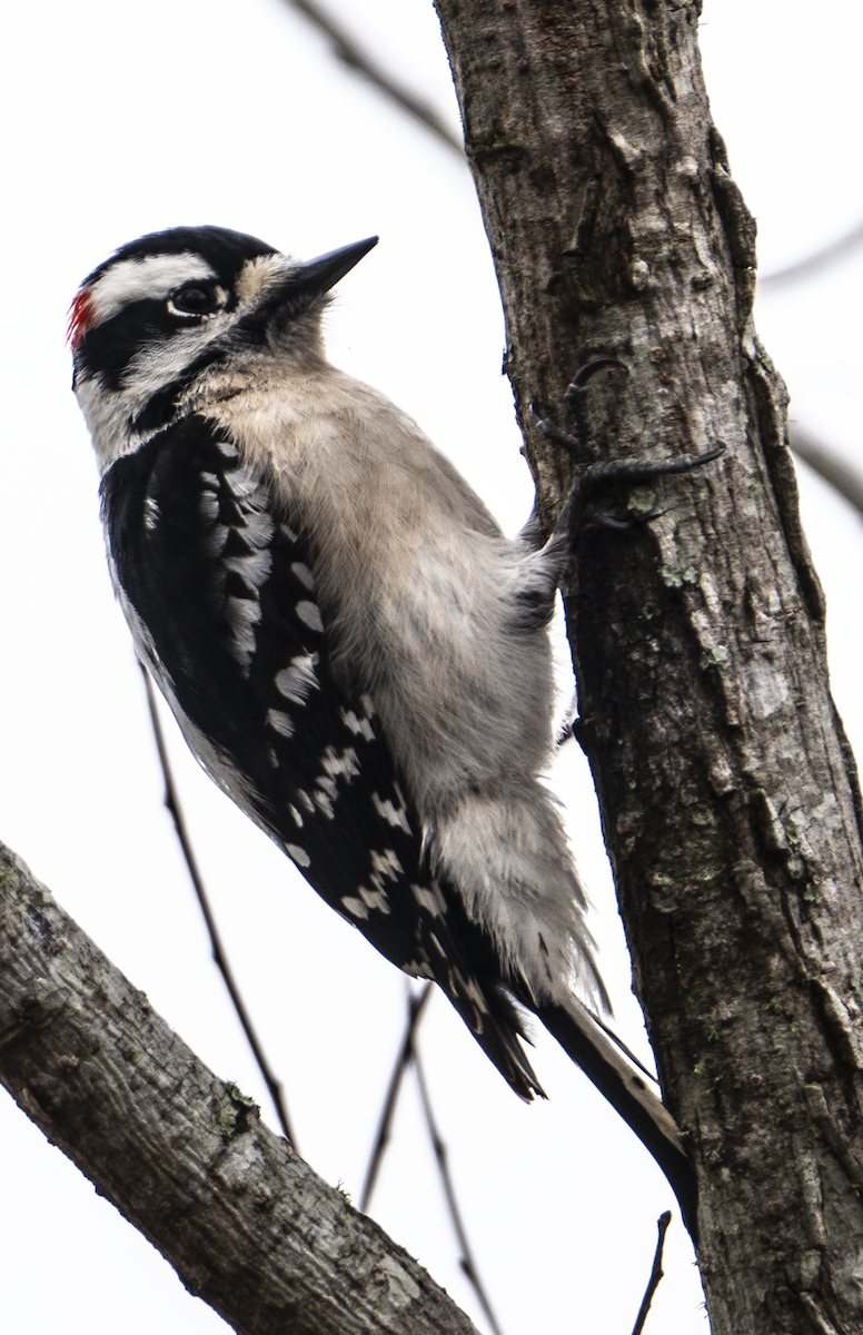 Downy Woodpecker - Justin Cottrell