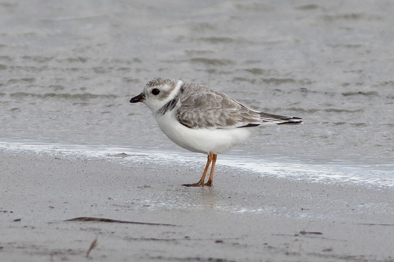 Piping Plover - ML614898134