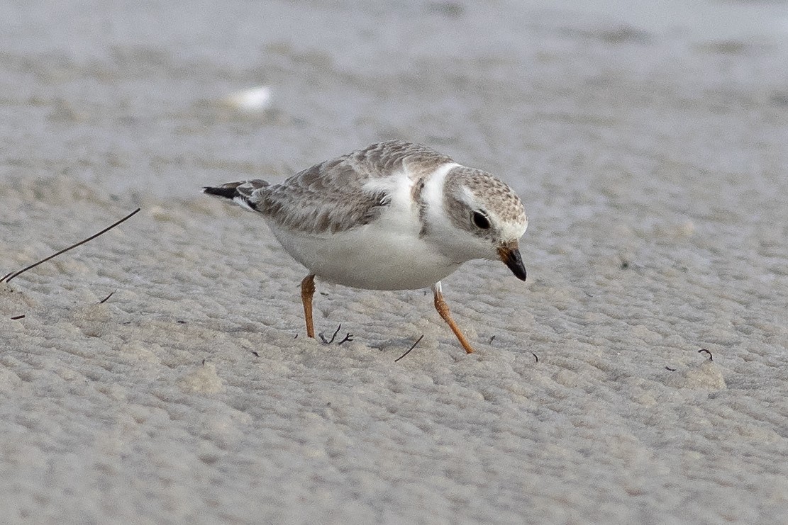 Piping Plover - ML614898135