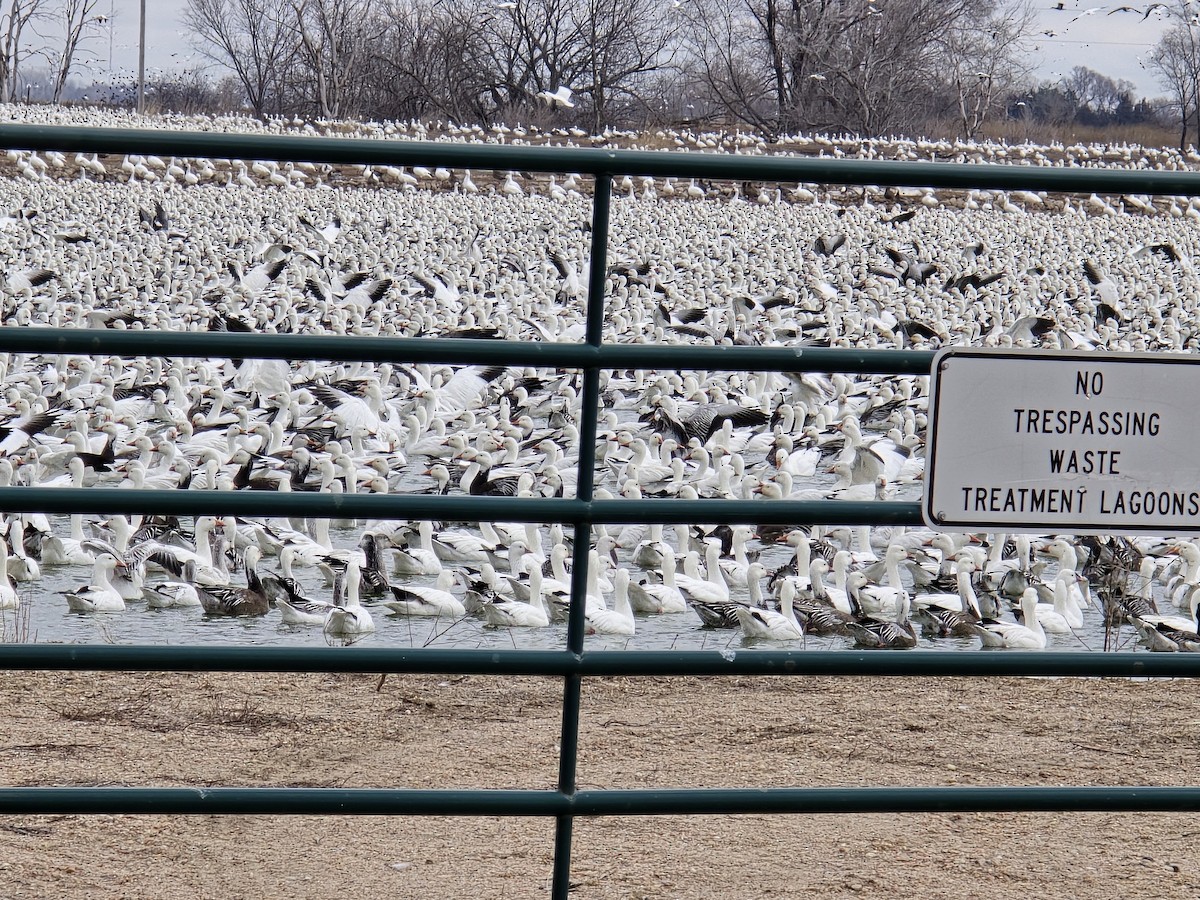 Snow Goose - ML614898157