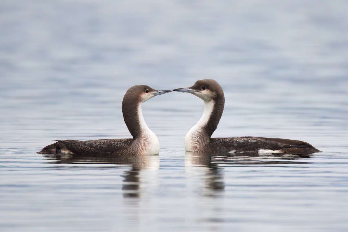 Arctic Loon - ML614898251