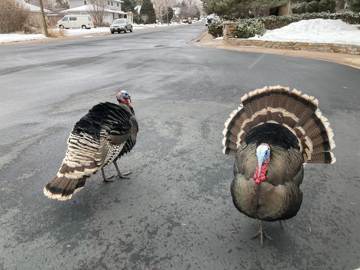 Wild Turkey - ML614898288