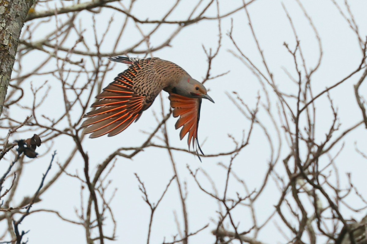 Northern Flicker (Red-shafted) - ML614898316