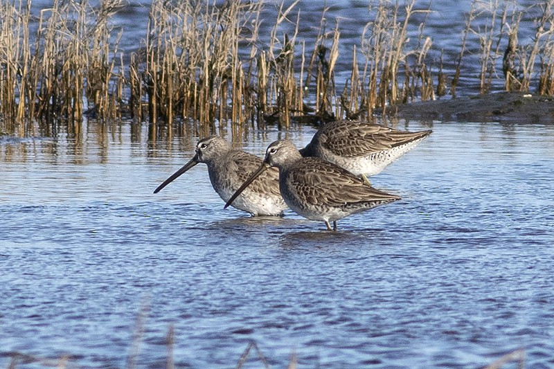 Long-billed Dowitcher - ML614898360