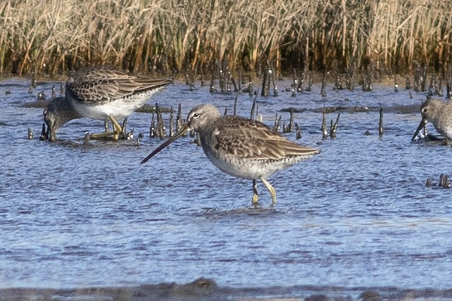 Long-billed Dowitcher - ML614898361