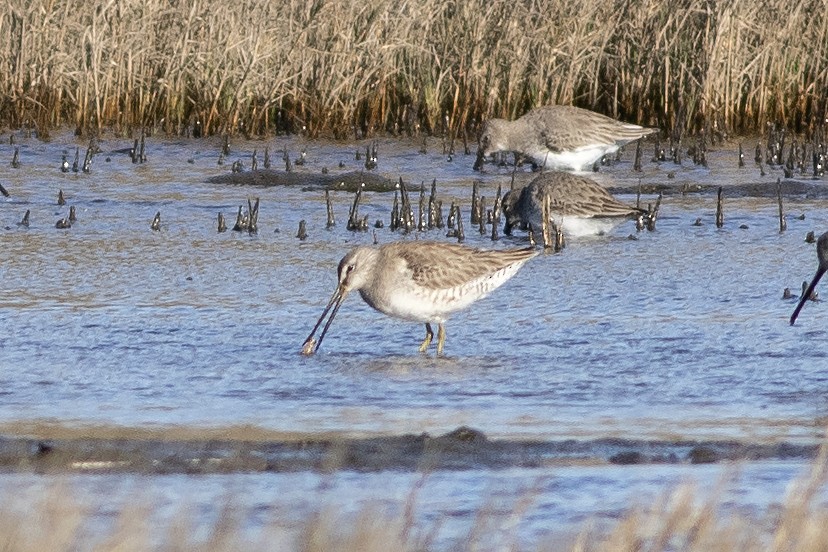 Long-billed Dowitcher - ML614898362