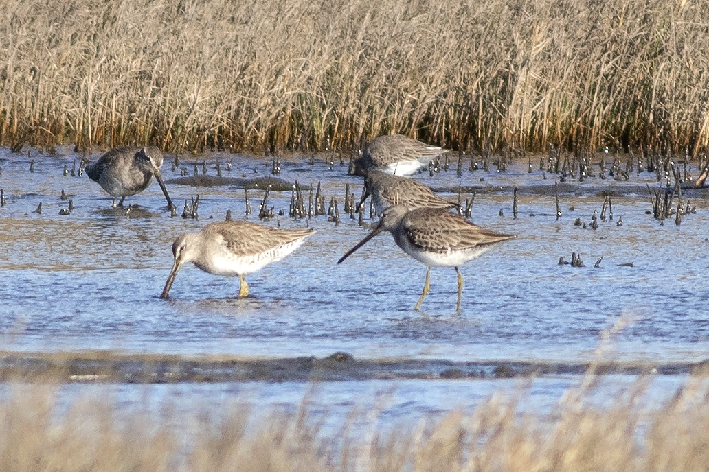 Long-billed Dowitcher - Martin Wall