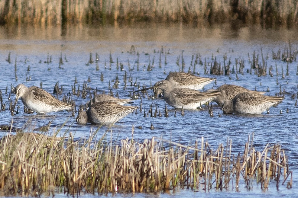 Long-billed Dowitcher - ML614898364