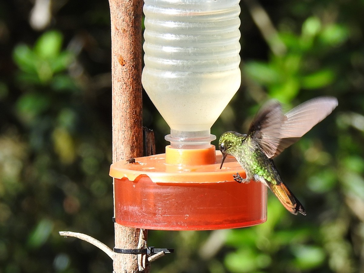 kolibřík dřišťálový (ssp. tyrianthina/quitensis) - ML614898392