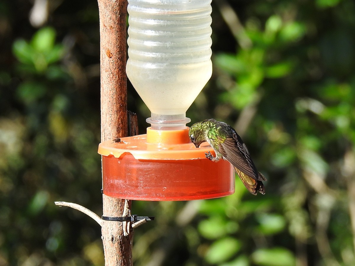 kolibřík dřišťálový (ssp. tyrianthina/quitensis) - ML614898393