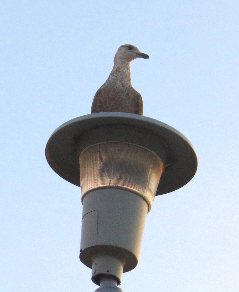American Herring Gull - ML614898419