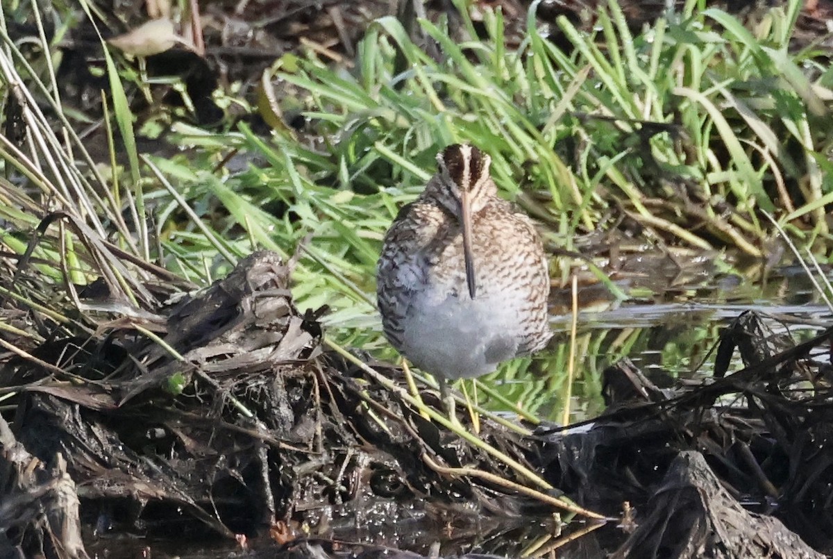 Wilson's Snipe - ML614898441