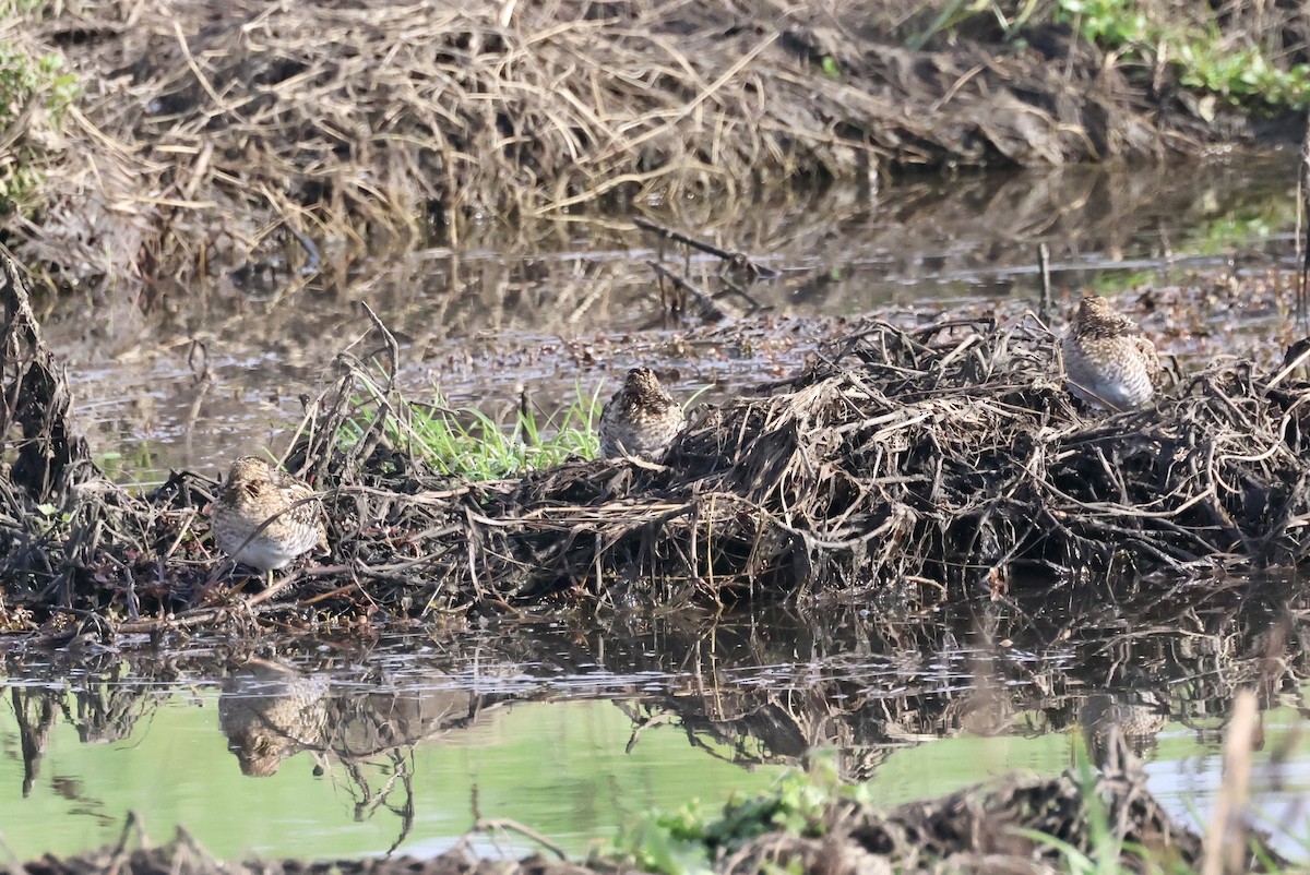 Wilson's Snipe - ML614898442