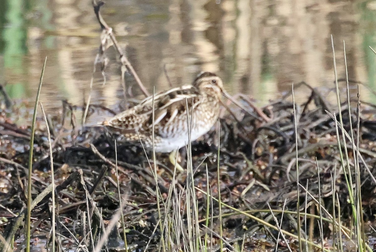 Wilson's Snipe - ML614898443