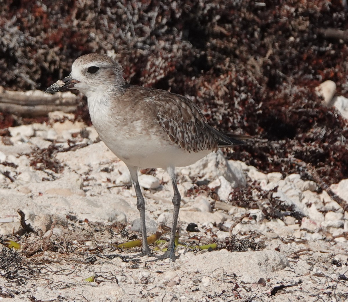 Black-bellied Plover - ML614898484