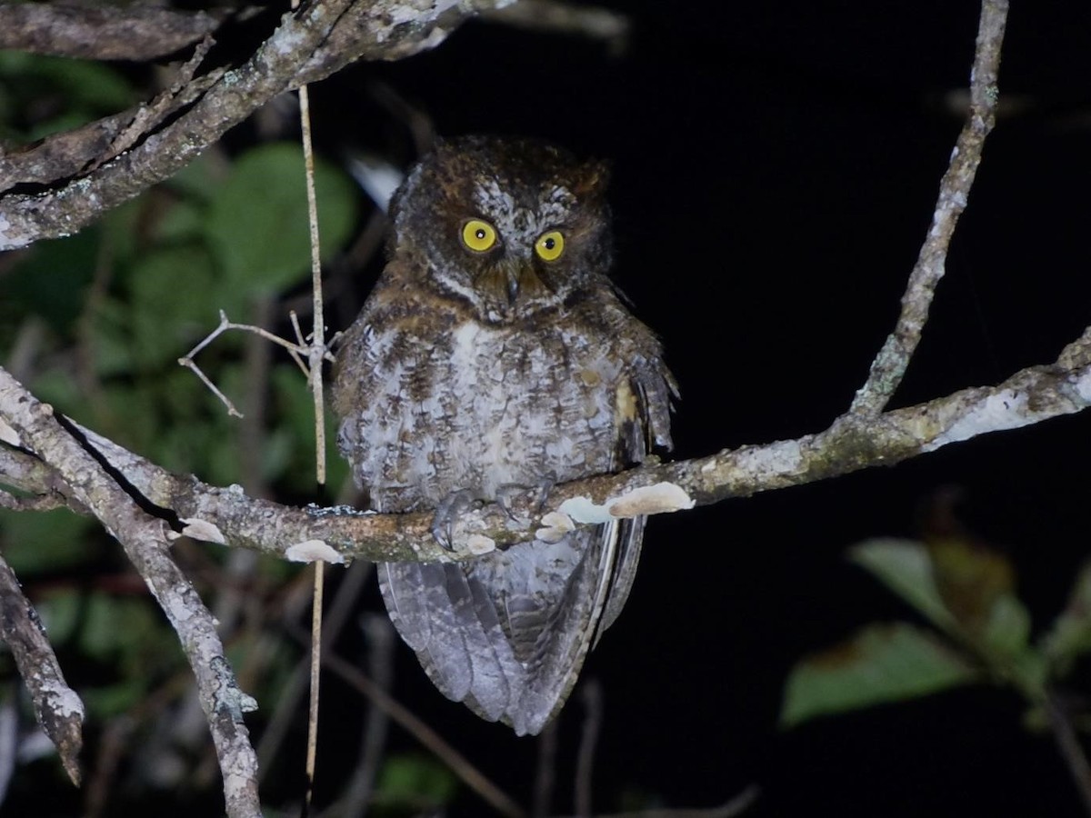 Luzon Scops-Owl - Barry Reed