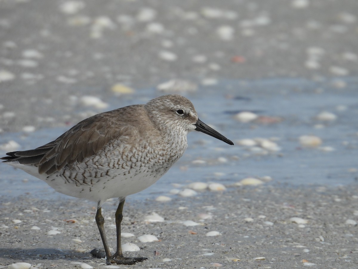 Red Knot - ML614898519