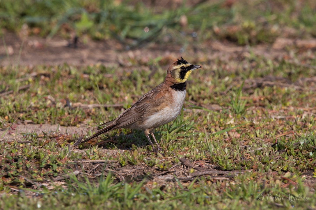 Эвэрт болжмор - ML614898520