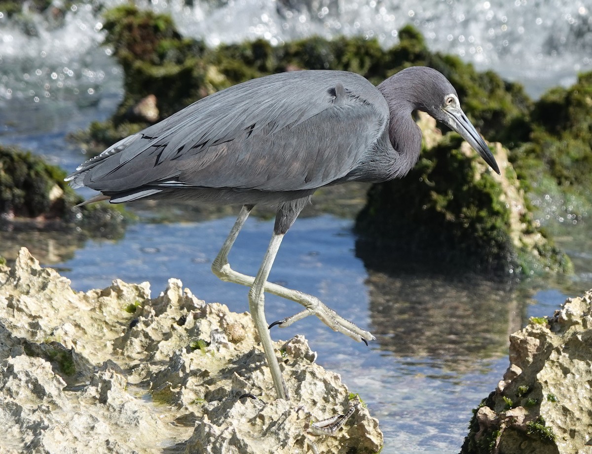 Little Blue Heron - ML614898532