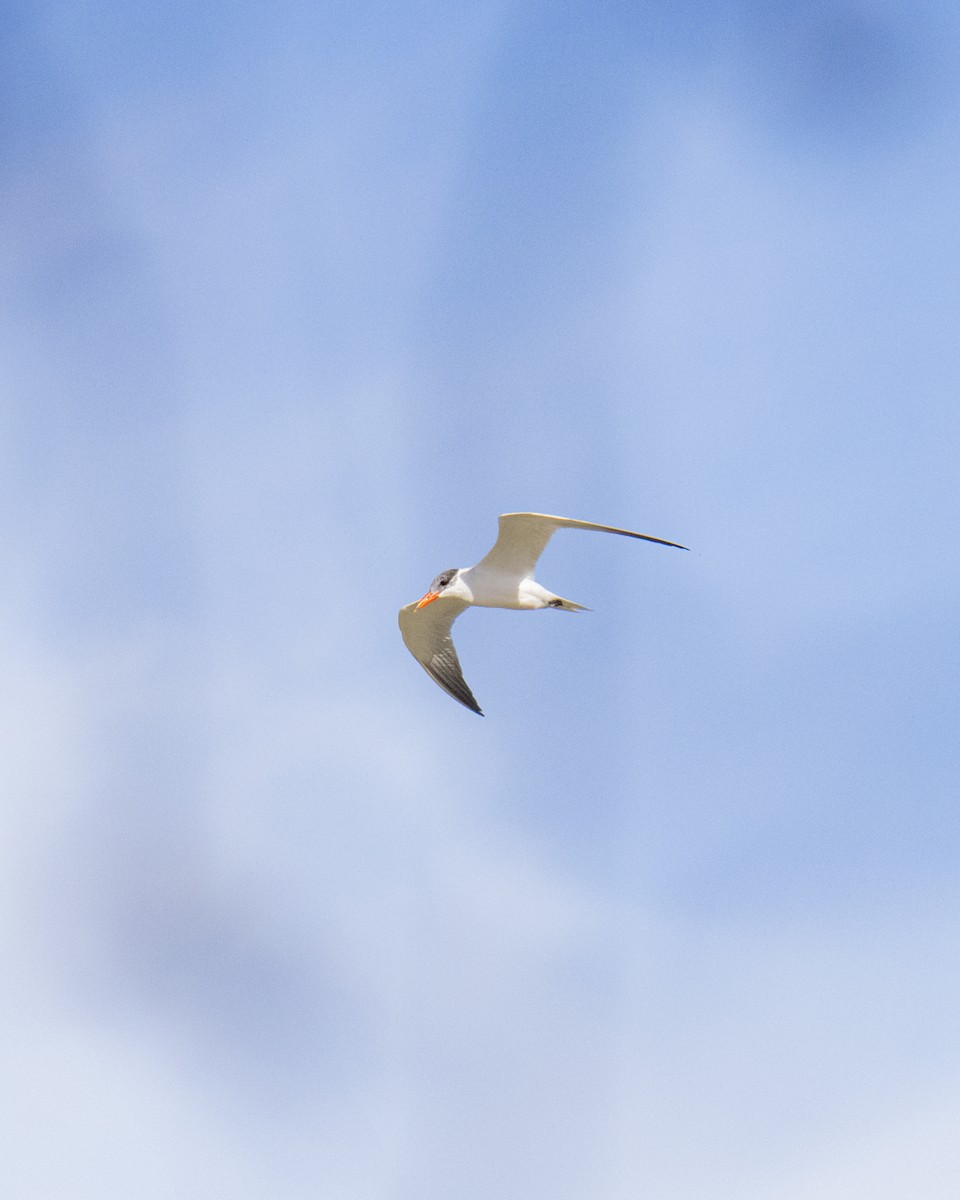 Caspian Tern - Felipe Ríos Silva