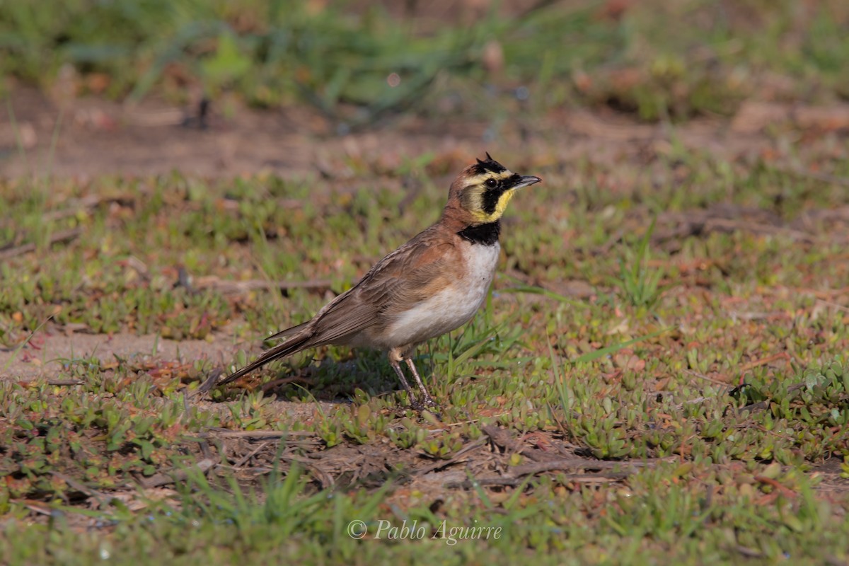 Эвэрт болжмор - ML614898612