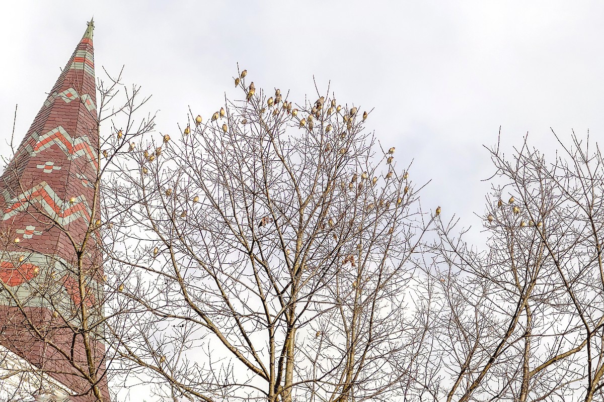 黃連雀 - ML614898671