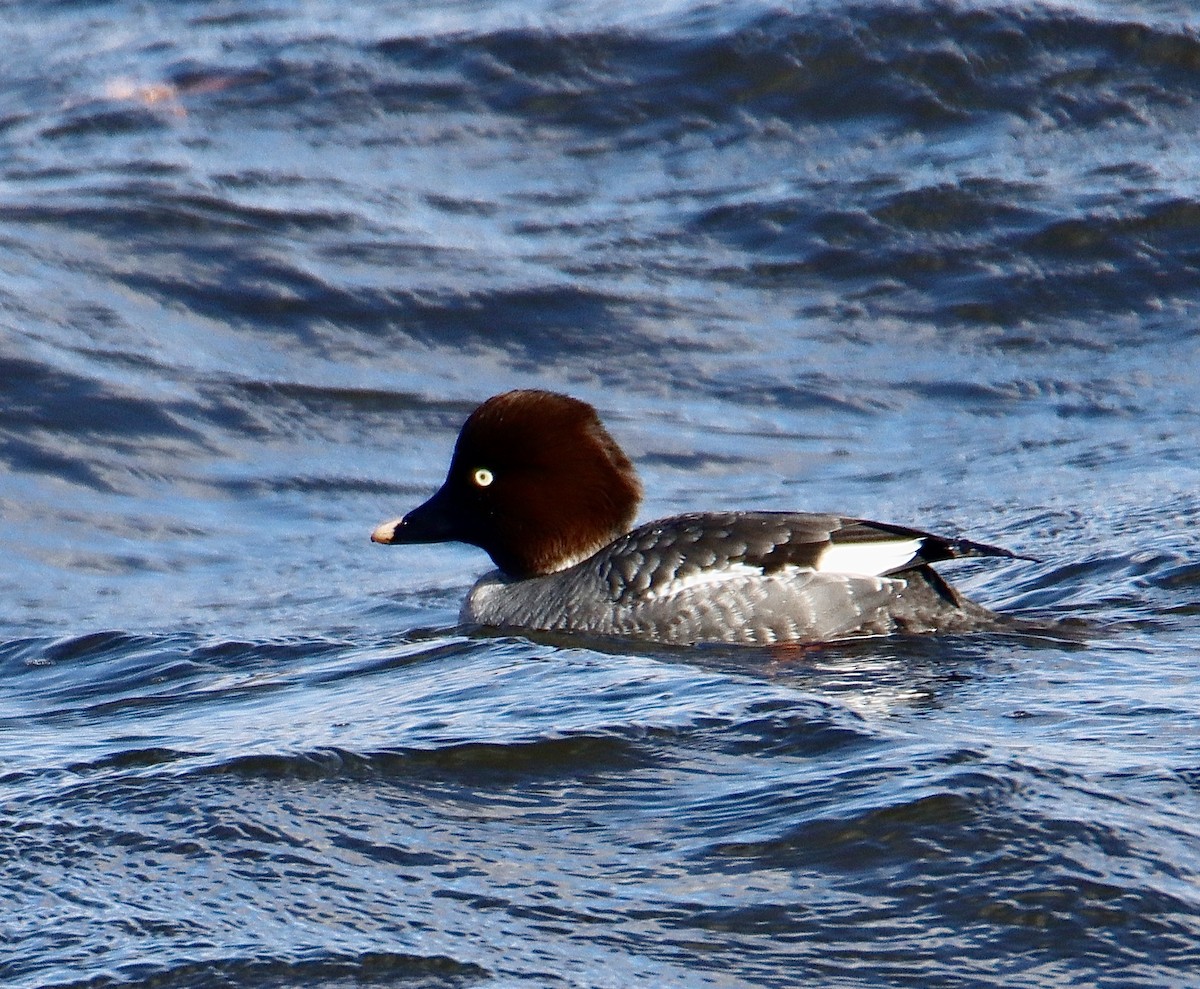 Common Goldeneye - ML614898672