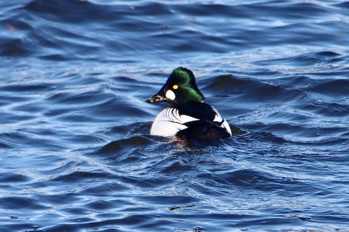 Common Goldeneye - ML614898673