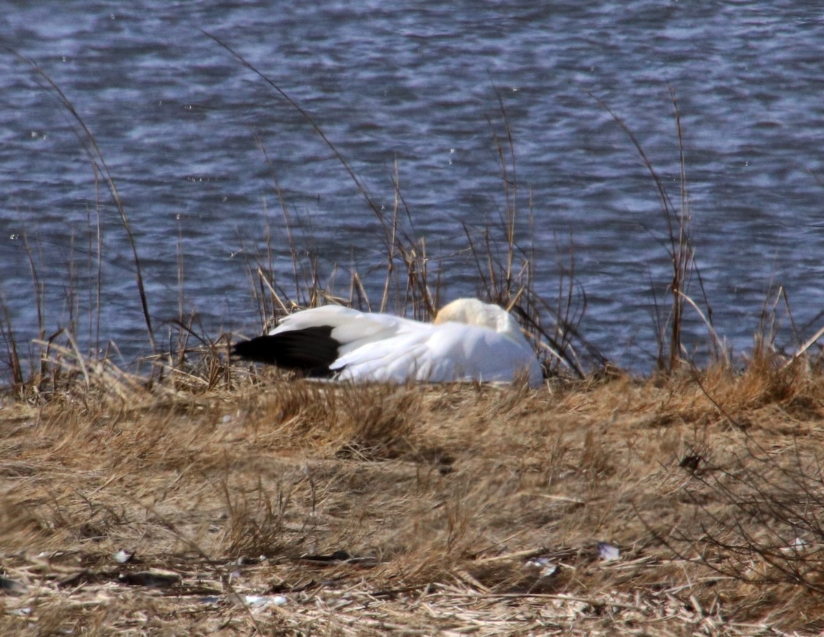 Snow Goose - ML614898677