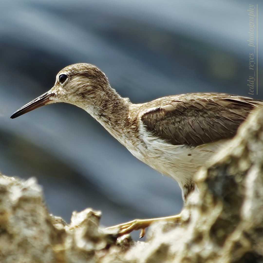 Spotted Sandpiper - ML614898685