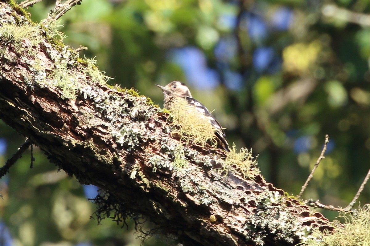 Gray-capped Pygmy Woodpecker - ML614898701