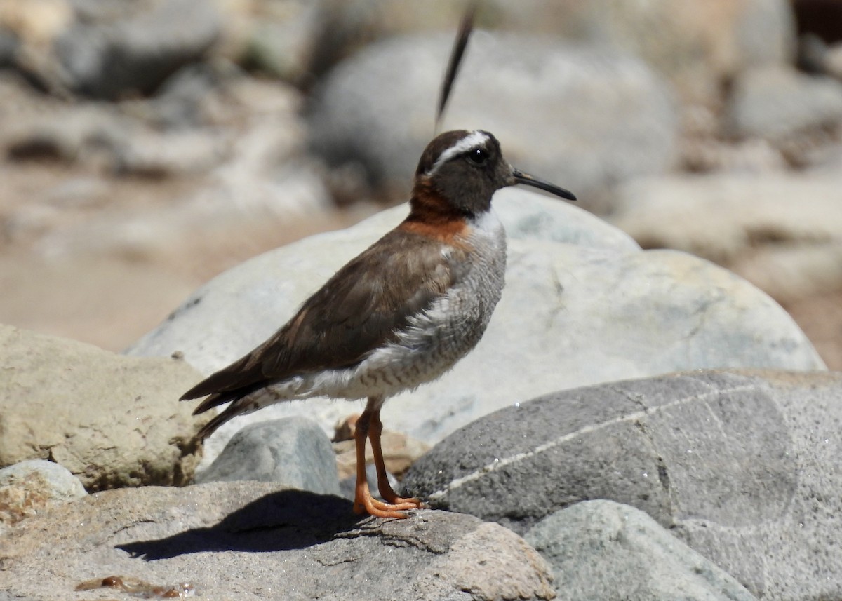 Diademed Sandpiper-Plover - ML614898731