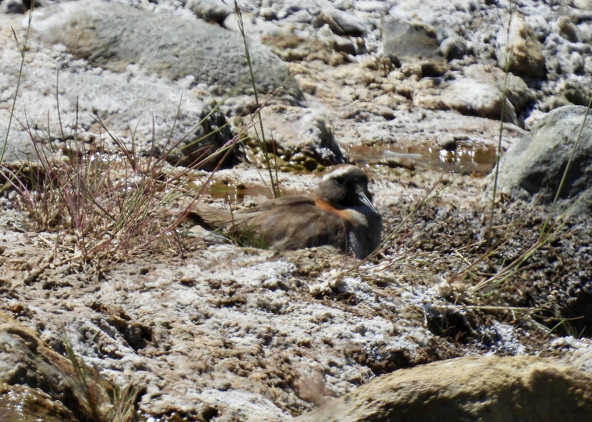 Diademed Sandpiper-Plover - ML614898733