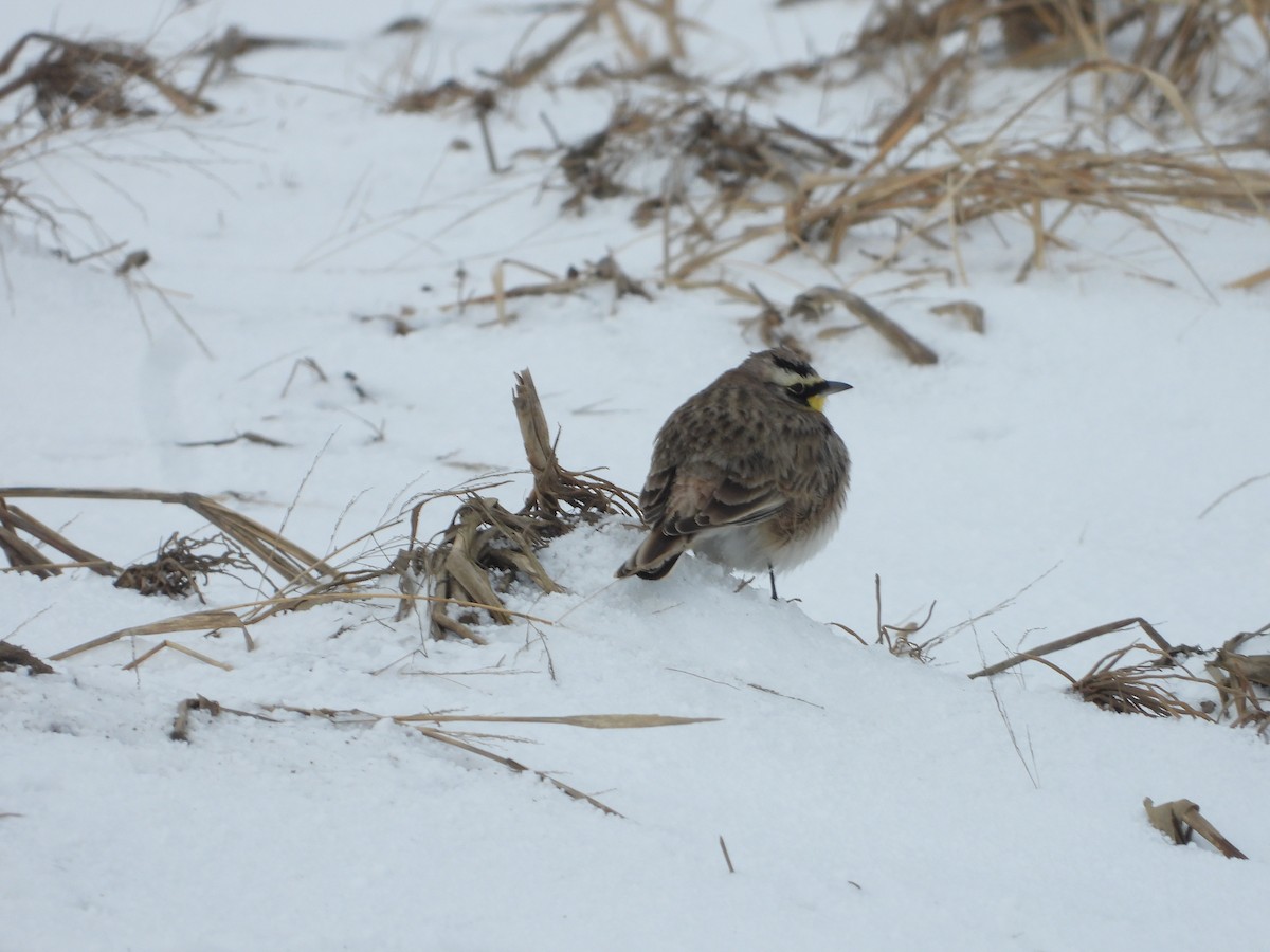 Horned Lark - ML614898740