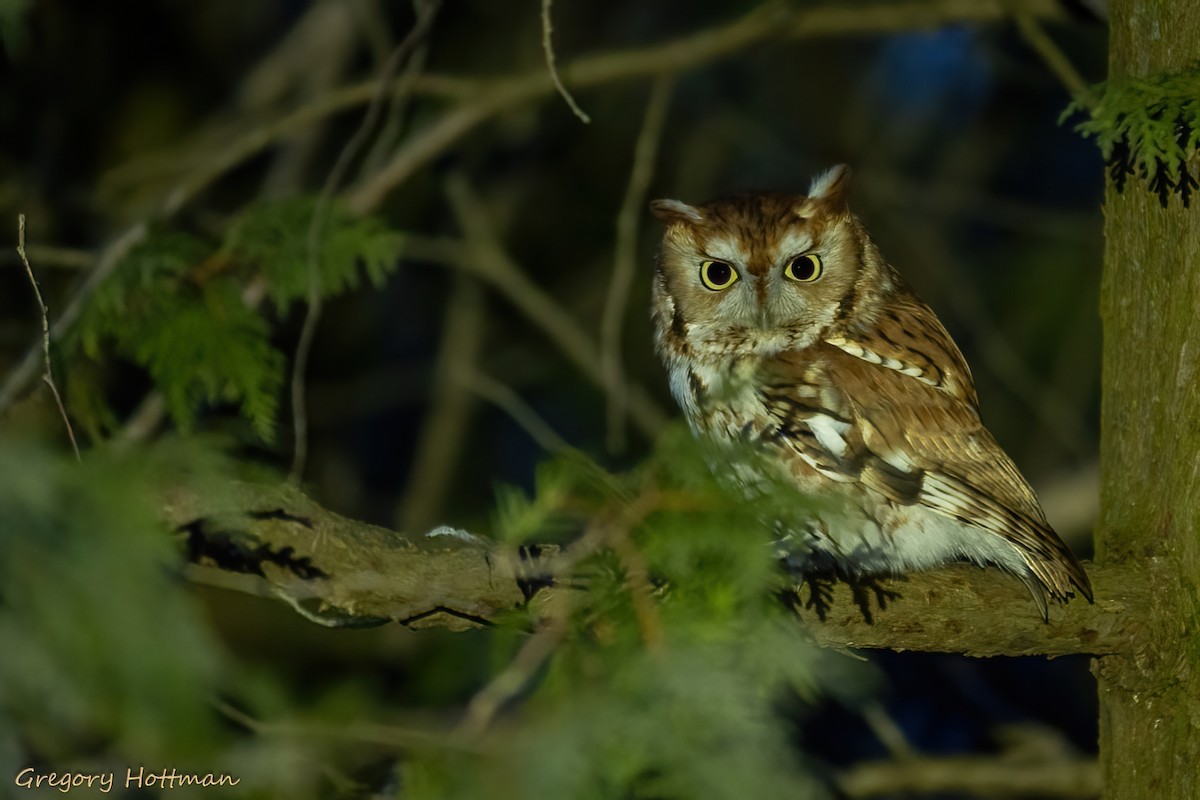 Eastern Screech-Owl - ML614898753