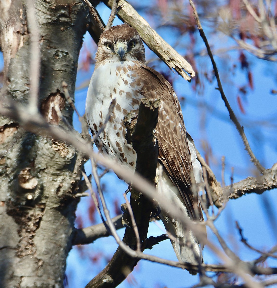 Red-tailed Hawk - ML614898756