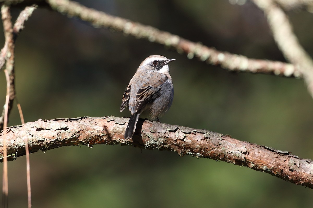 Gray Bushchat - ML614898796