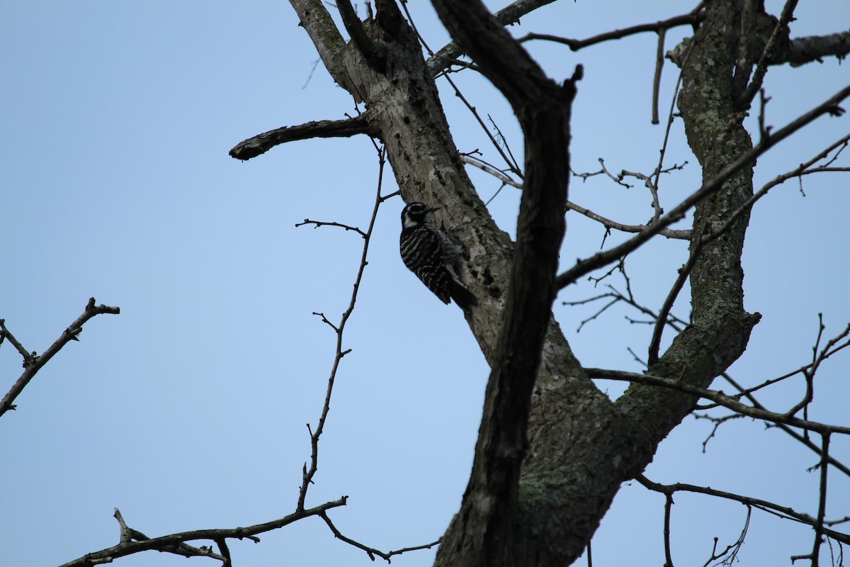Nuttall's Woodpecker - ML614898813