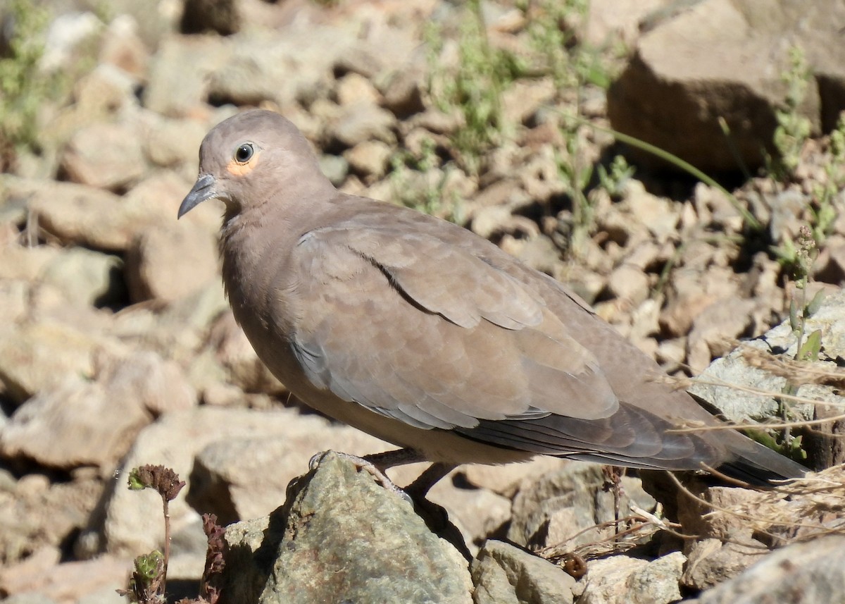 Black-winged Ground Dove - ML614898843