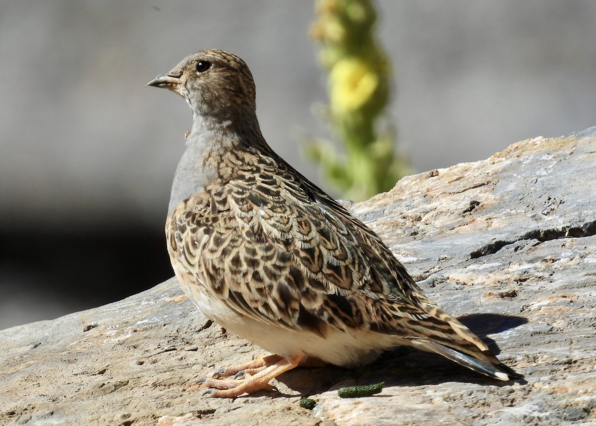 Gray-breasted Seedsnipe - ML614898876