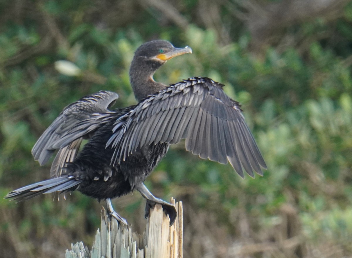 Neotropic Cormorant - ML614898903