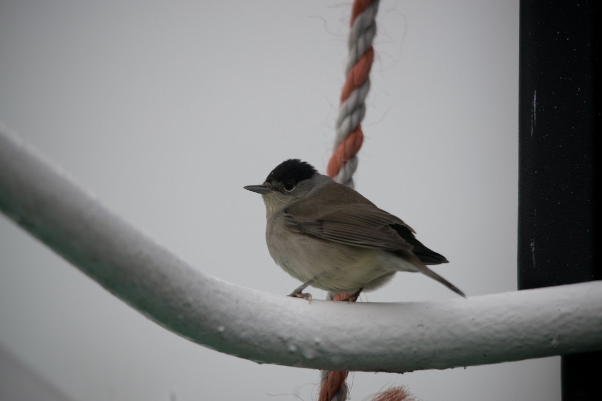 Eurasian Blackcap - ML614898914