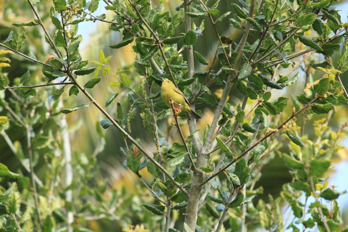 Orange-crowned Warbler - ML614898920